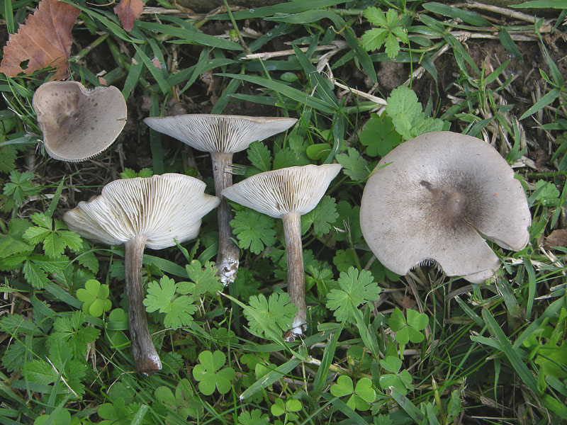 Melanoleuca leucophylloides...?